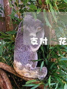 支付寶花唄逾期一年 支付寶花唄逾期一年