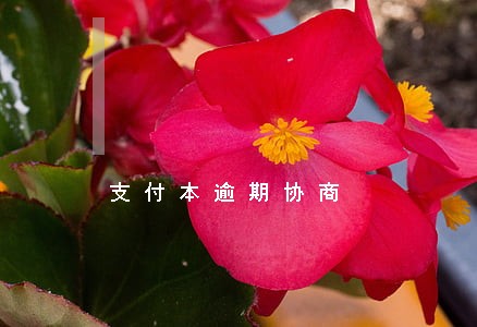 支付本逾期协商 支付本逾期协商