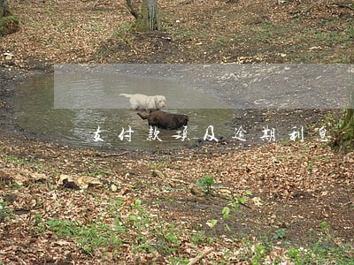 支付款项及逾期利息