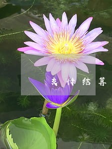 支付结算逾期赔偿
