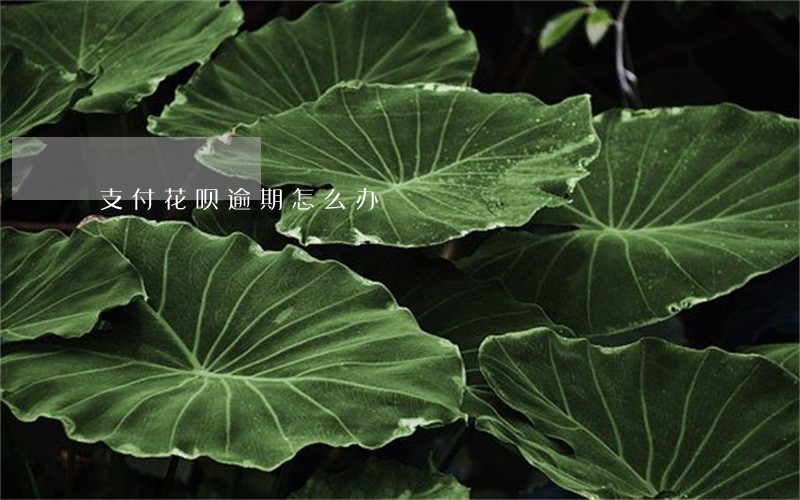 支付花呗逾期怎么办 支付花呗逾期怎么办