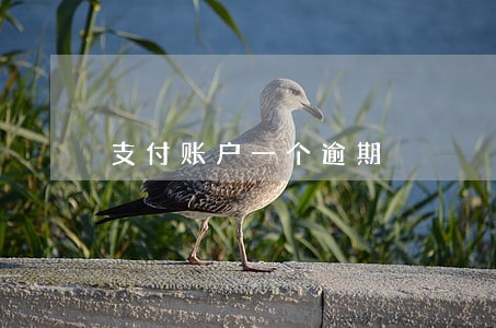 支付账户一个逾期 支付账户一个逾期