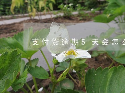 支付贷逾期5天会怎么样