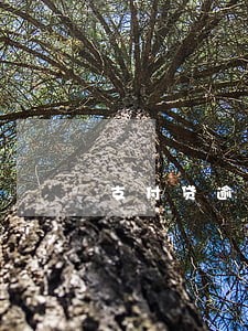 支付贷逾期查询 支付贷逾期查询