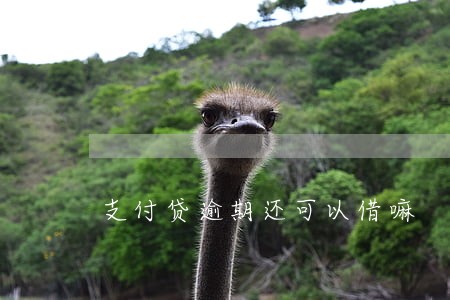 支付贷逾期还可以借嘛 支付贷逾期还可以借嘛