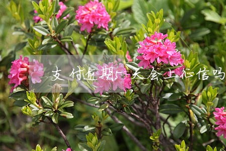 支付逾期5天会上征信吗 支付逾期5天会上征信吗