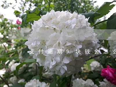 支付逾期9块钱会怎么样 支付逾期9块钱会怎么样