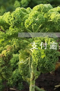 支付逾期一个月有影响吗 支付逾期一个月有影响吗
