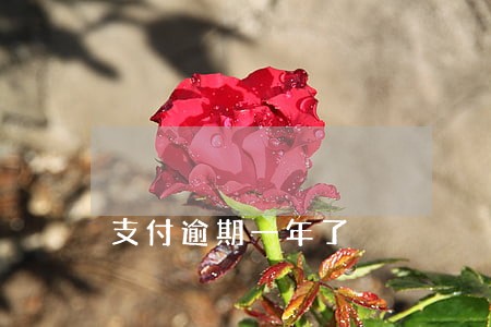 支付逾期一年了 支付逾期一年了