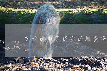 支付逾期了还完还能贷吗 支付逾期了还完还能贷吗