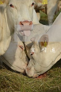 支付逾期付款的利息的法律依据 支付逾期付款的利息的法律依据