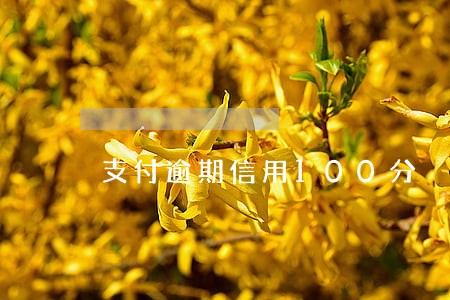 支付逾期信用100分