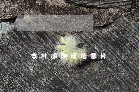 支付逾期征信图片 支付逾期征信图片