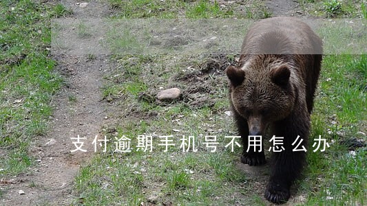 支付逾期手机号不用怎么办 支付逾期手机号不用怎么办