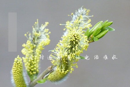 支付逾期本地电话催收 支付逾期本地电话催收