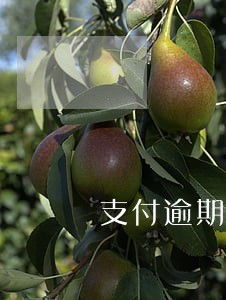 支付逾期罚息的分录 支付逾期罚息的分录