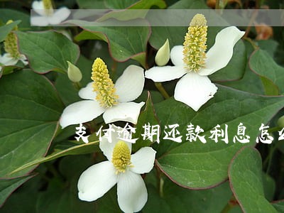 支付逾期还款利息怎么算