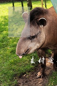 支付逾期违约金是否属于赔偿 支付逾期违约金是否属于赔偿