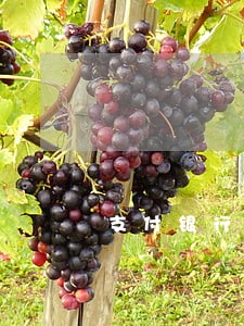 支付银行逾期贷款还款顺序 支付银行逾期贷款还款顺序