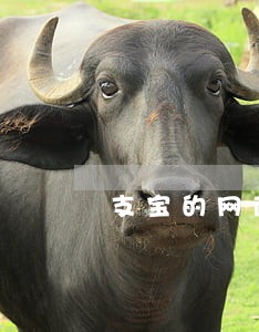 支宝的网商贷逾期 支宝的网商贷逾期