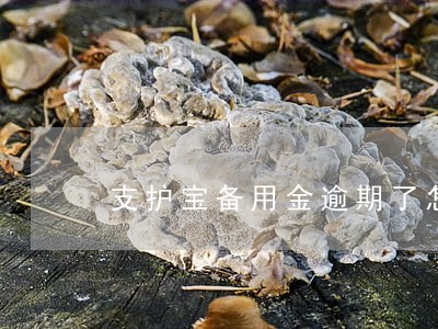 支护宝备用金逾期了怎么办 支护宝备用金逾期了怎么办