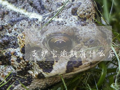 支护宝逾期有什么后果 支护宝逾期有什么后果