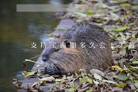 支持宝逾期多久会上大数据 支持宝逾期多久会上大数据