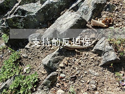 支持的反担保