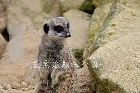 支票逾期三个月 支票逾期三个月