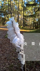 支票逾期提示付款可以向谁追索 支票逾期提示付款可以向谁追索