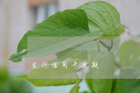 支行信用卡逾期 支行信用卡逾期