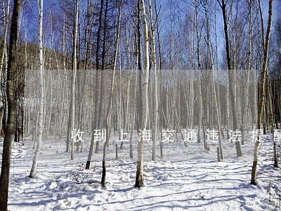 收到上海交通违法提醒 收到上海交通违法提醒