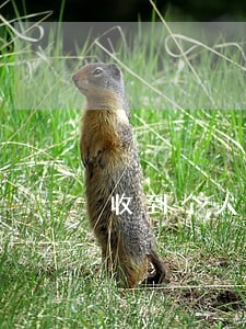 收到个人逾期报告短信 收到个人逾期报告短信