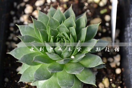 收到中成车贷逾期短信 收到中成车贷逾期短信