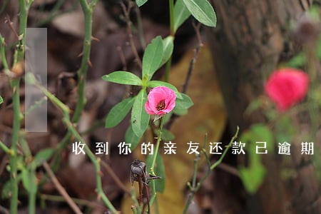 收到你的亲友还款已逾期 收到你的亲友还款已逾期