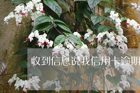 收到信息说我信用卡逾期停用了 收到信息说我信用卡逾期停用了