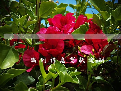收到信息贷款逾期 收到信息贷款逾期
