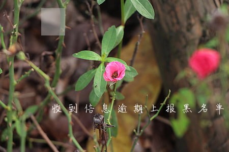 收到信息逾期上报黑名单 收到信息逾期上报黑名单