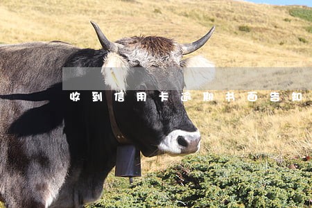 收到信用卡逾期书面告知 收到信用卡逾期书面告知