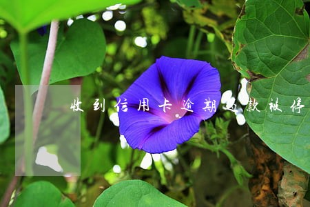 收到信用卡逾期还款被停用 收到信用卡逾期还款被停用