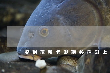 收到信用卡逾期邮件马上还有用吗
