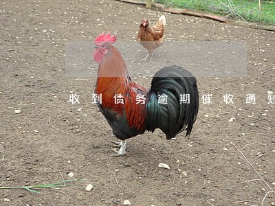 收到债务逾期催收通知书怎么办 收到债务逾期催收通知书怎么办