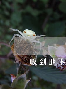 收到地下钱庄的钱违法吗 收到地下钱庄的钱违法吗