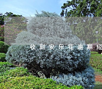 收到安乐花逾期短信 收到安乐花逾期短信