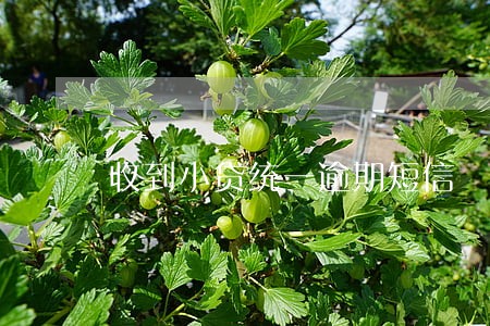 收到小贷统一逾期短信 收到小贷统一逾期短信