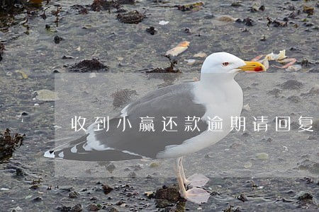 收到小赢还款逾期请回复退订 收到小赢还款逾期请回复退订