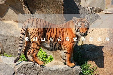 收到山东农商银贷款逾期 收到山东农商银贷款逾期
