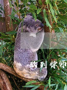 收到律师函逾期了怎么办 收到律师函逾期了怎么办
