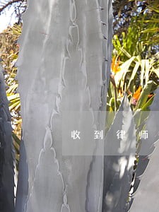 收到律师函需要什么证件 收到律师函需要什么证件