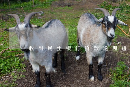 收到民生银行贷款逾期短信 收到民生银行贷款逾期短信